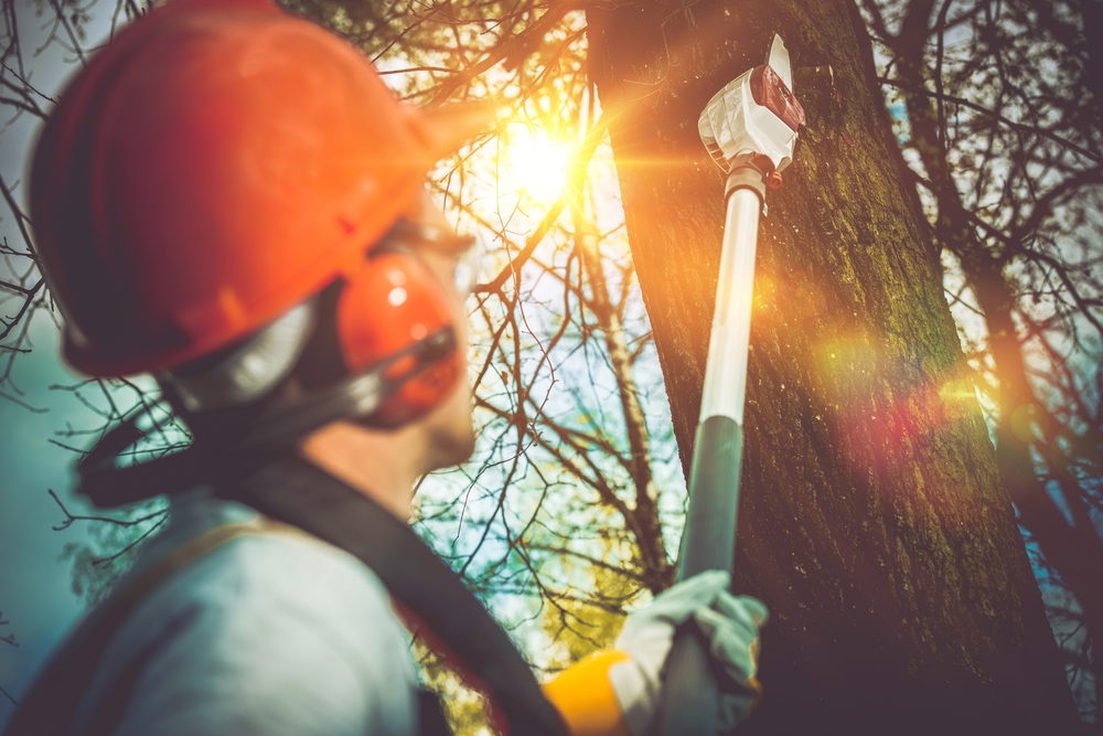 Tree Removals